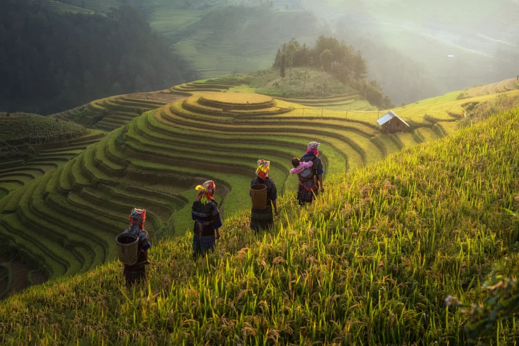 Rice terraces of Sapa and the karsts of Ha Long Bay on the 6-day Hanoi, Ha Long and Sapa journey
